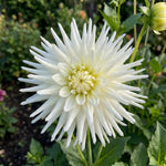 Dahlia 'Playa Blanca' (Cactus) - Harding & Bloom