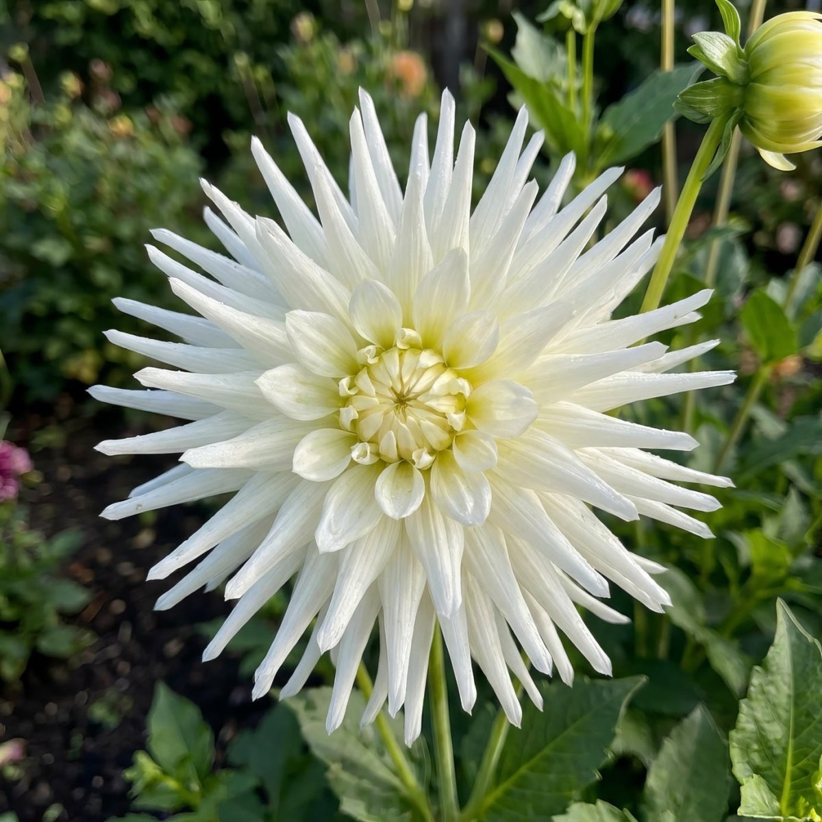 Dahlia 'Playa Blanca' (Cactus) - Harding & Bloom