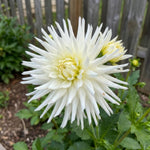 Dahlia 'Playa Blanca' (Cactus) - Harding & Bloom