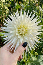 Dahlia 'Playa Blanca' (Cactus) - Harding & Bloom