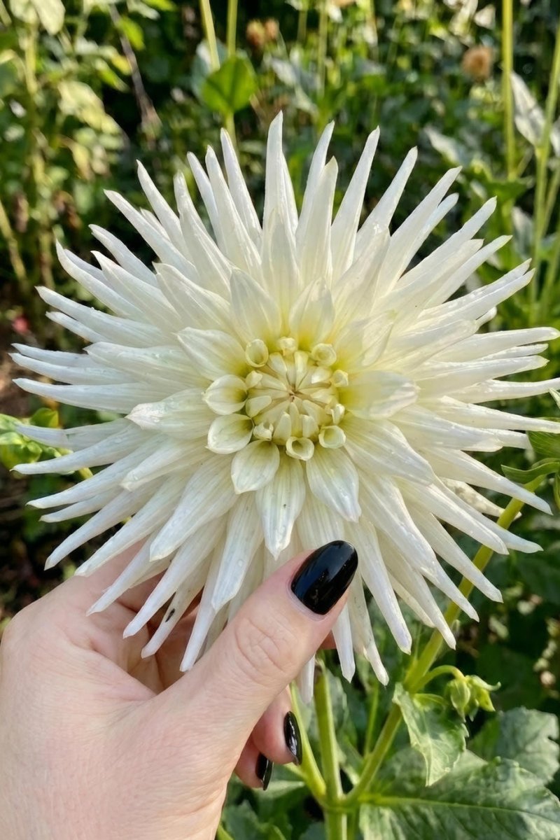 Dahlia 'Playa Blanca' (Cactus) - Harding & Bloom
