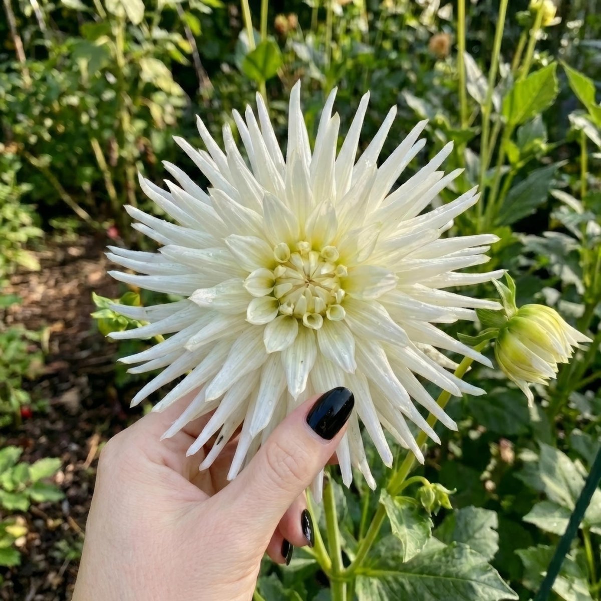Dahlia 'Playa Blanca' (Cactus) - Harding & Bloom