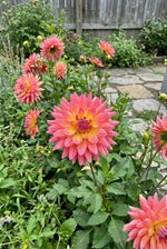 Dahlia 'Rainbow Silence' (Decorative) - Harding & Bloom
