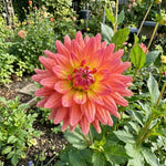 Dahlia 'Rainbow Silence' (Decorative) - Harding & Bloom