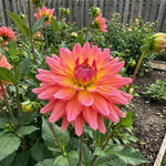 Dahlia 'Rainbow Silence' (Decorative) - Harding & Bloom