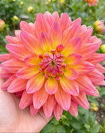 Dahlia 'Rainbow Silence' (Decorative) - Harding & Bloom