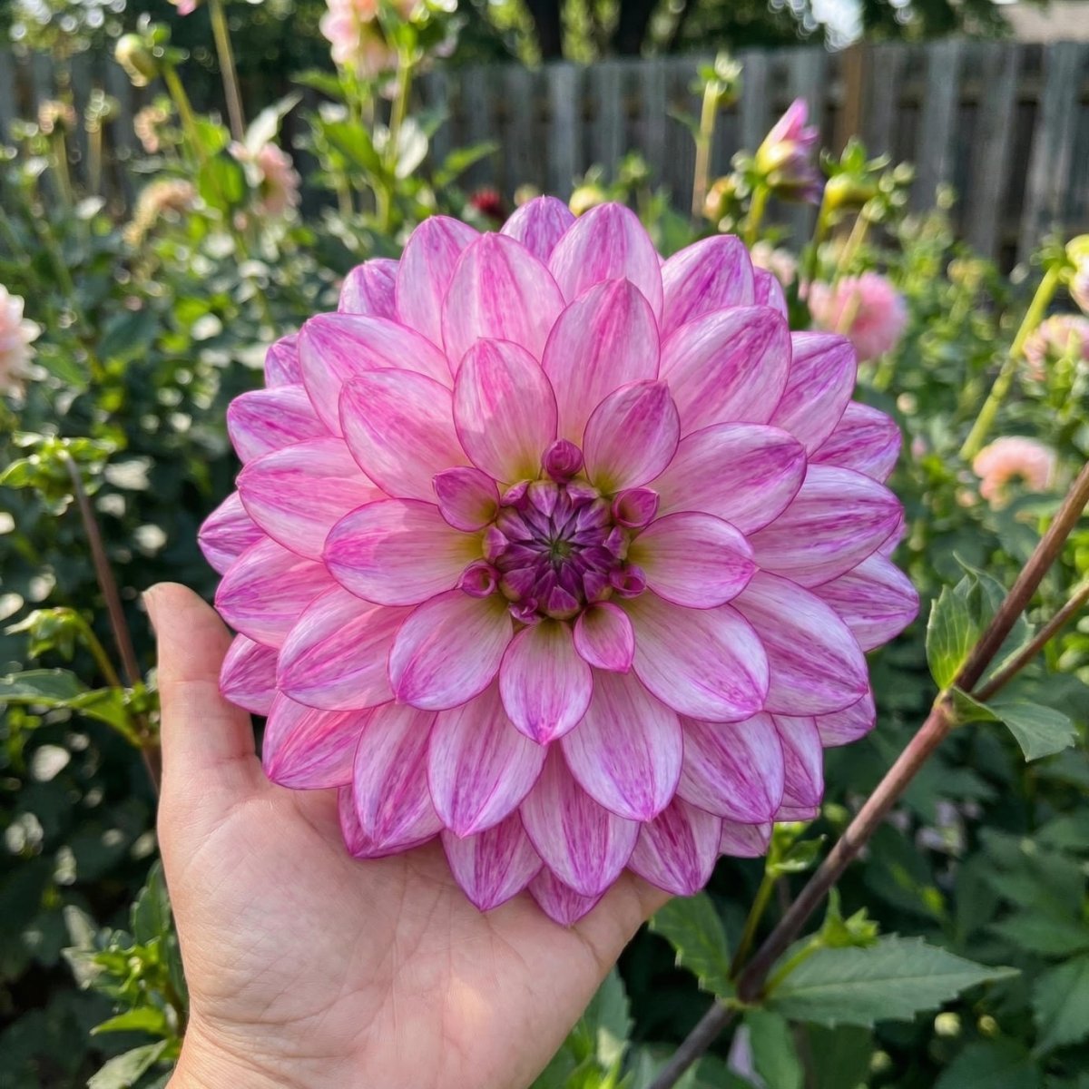Dahlia 'Seduction' (Decorative) - Harding & Bloom