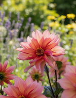Dahlia 'Waltzing Mathilda' – dahlia tubers, main product photo (Harding & Bloom)
