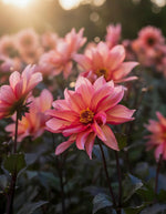 Dahlia 'Waltzing Mathilda' – dahlia tubers, product photo 2 (Harding & Bloom)