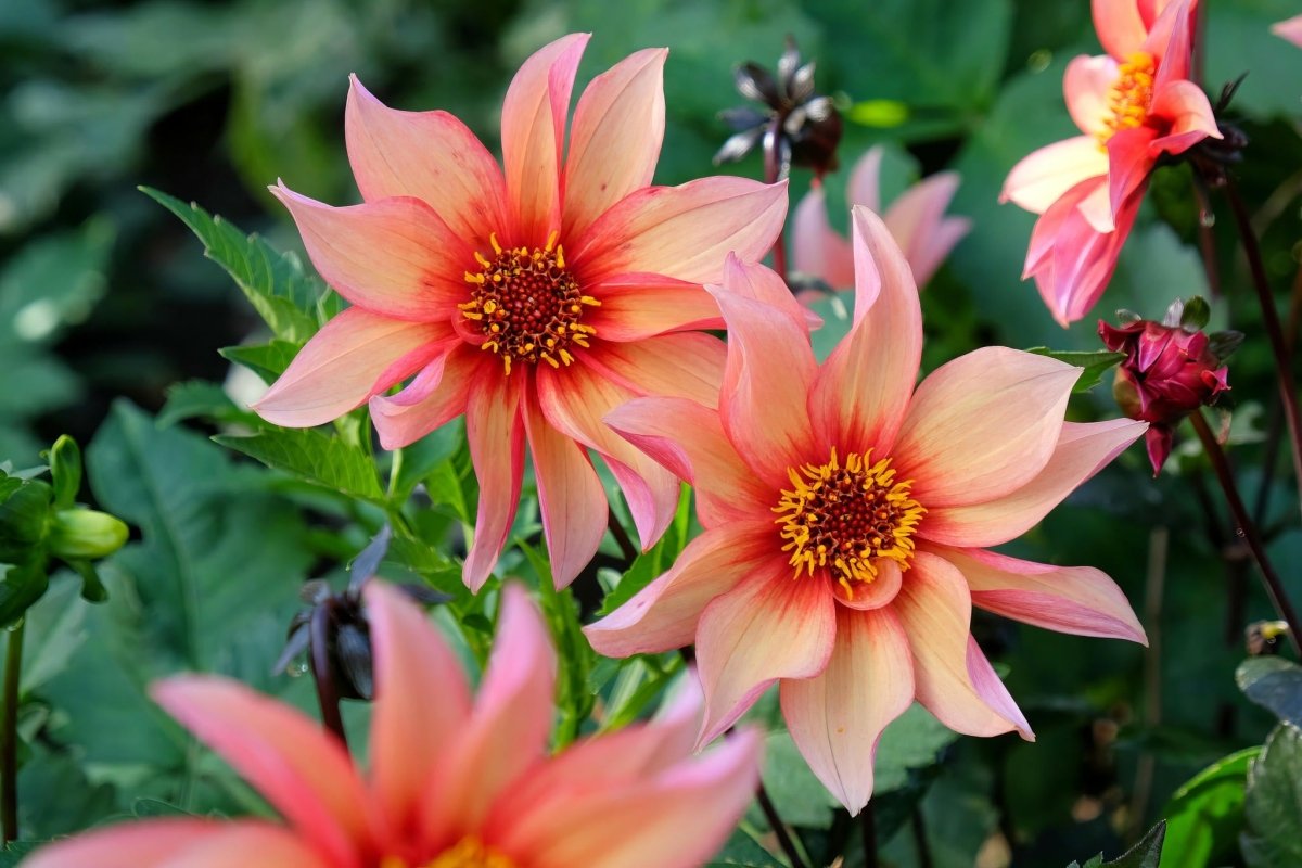 Dahlia 'Waltzing Mathilda' – dahlia tubers, product photo 3 (Harding & Bloom)