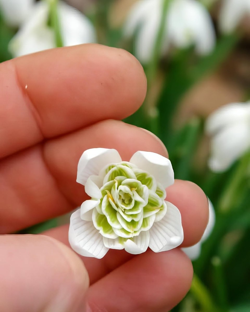 Double Snowdrop 'Flore Pleno' - Harding & Bloom