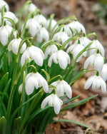 Double Snowdrop 'Flore Pleno' - Harding & Bloom