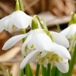 Double Snowdrop 'Flore Pleno' - Harding & Bloom