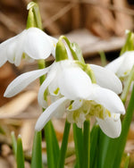 Double Snowdrop 'Flore Pleno' - Harding & Bloom