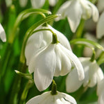 Double Snowdrop 'Flore Pleno' - Harding & Bloom