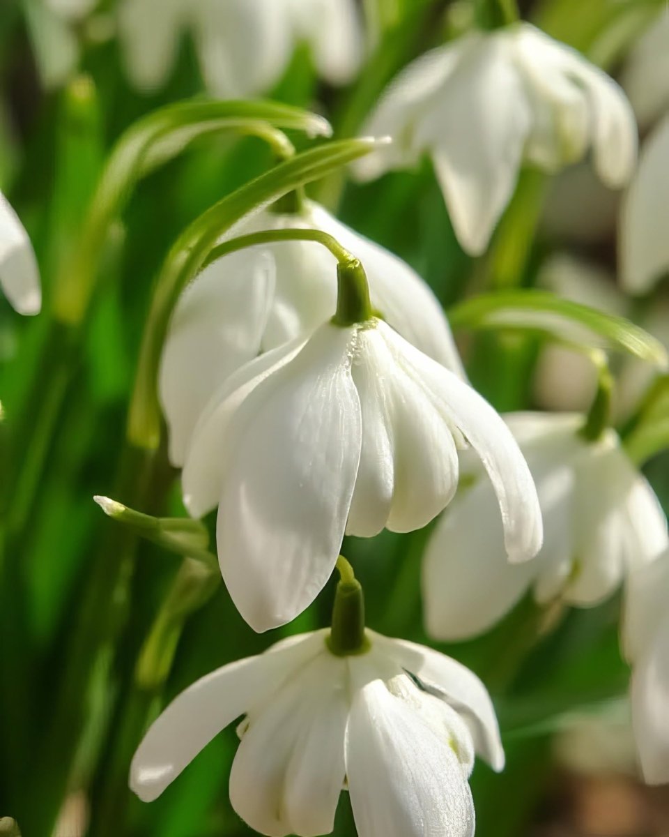 Double Snowdrop 'Flore Pleno' - Harding & Bloom