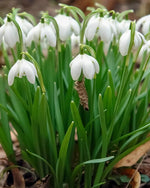 Double Snowdrop 'Flore Pleno' - Harding & Bloom