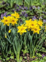 Daffodil (Narcissus) 'Dutch Master' - Harding & Bloom