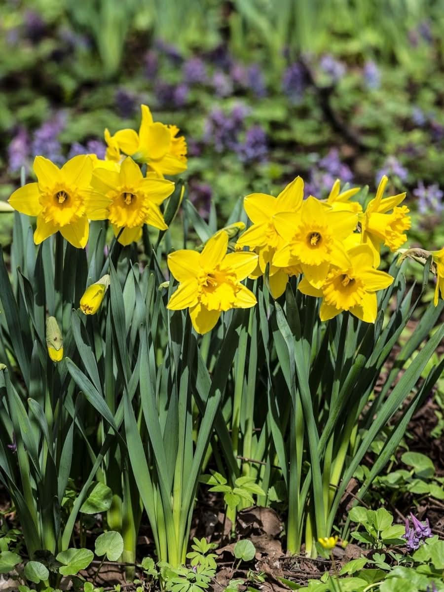 Daffodil (Narcissus) 'Dutch Master' - Harding & Bloom