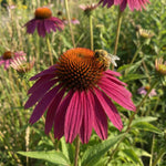 Echinacea 'Rubinstern' - Harding & Bloom