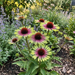 Echinacea 'Green Twister' (Coneflower) - Harding & Bloom