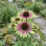 Echinacea 'Green Twister' (Coneflower) - Harding & Bloom