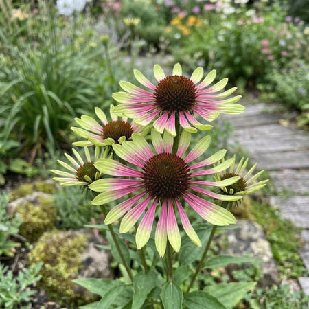 Echinacea 'Green Twister' (Coneflower) - Harding & Bloom