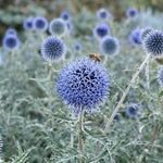 Echinops 'Blue Glow' (Globe Thistle) - Harding & Bloom