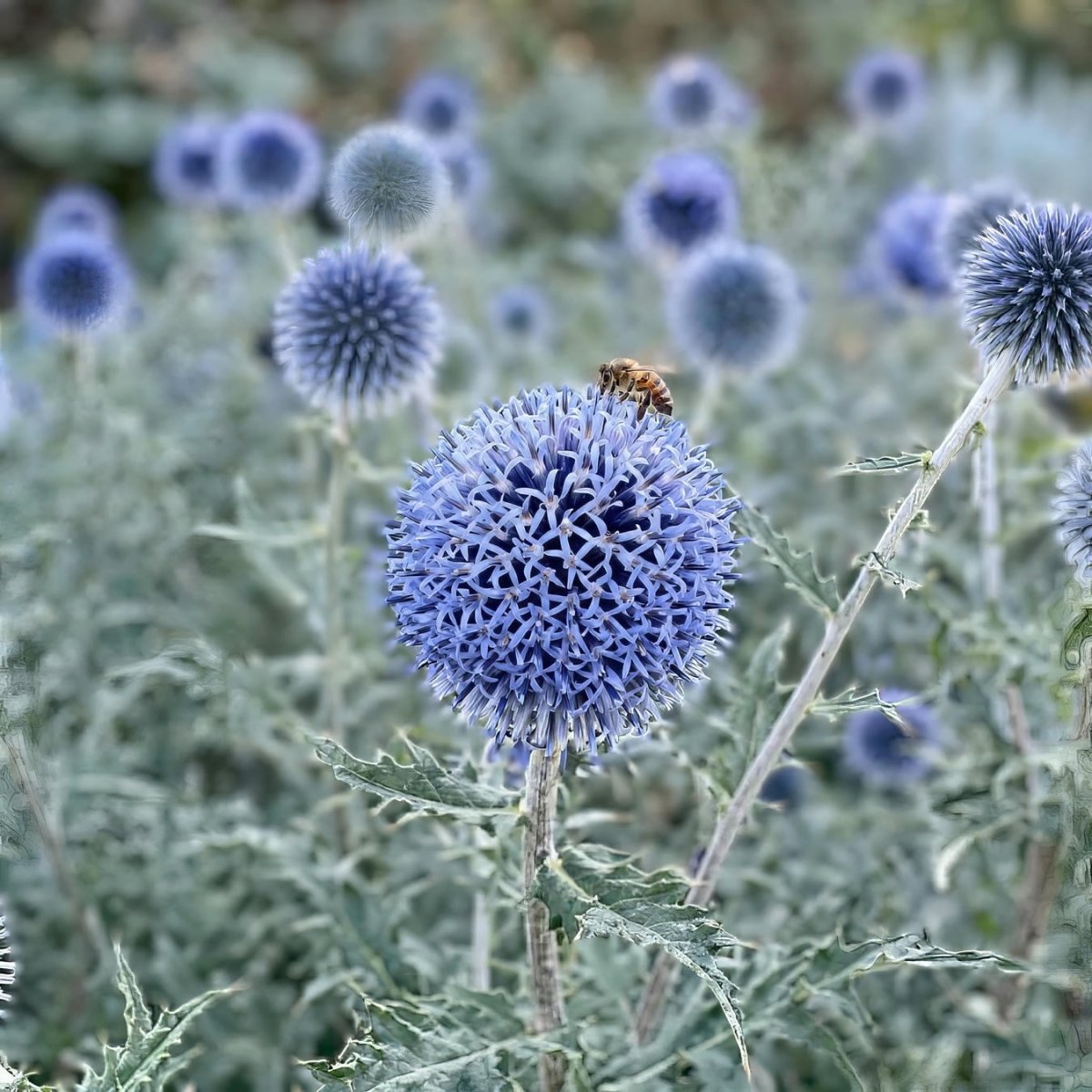 Echinops 'Blue Glow' (Globe Thistle) - Harding & Bloom