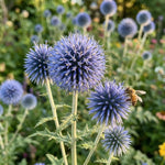 Echinops 'Blue Glow' (Globe Thistle) - Harding & Bloom
