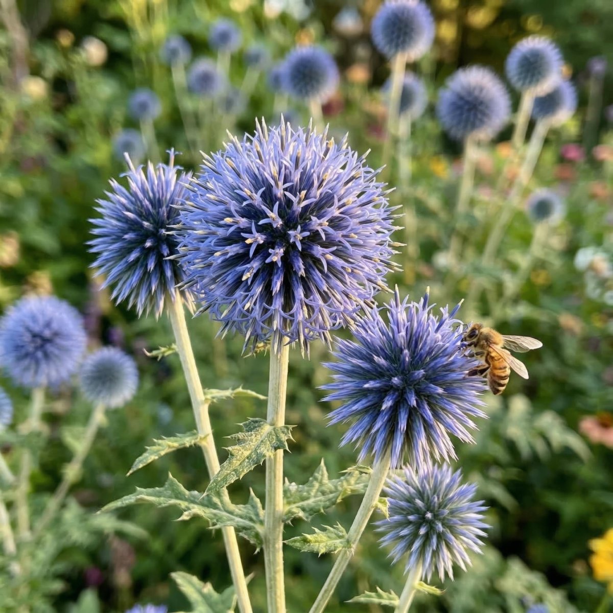 Echinops 'Blue Glow' (Globe Thistle) - Harding & Bloom