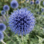 Echinops 'Blue Glow' (Globe Thistle) - Harding & Bloom