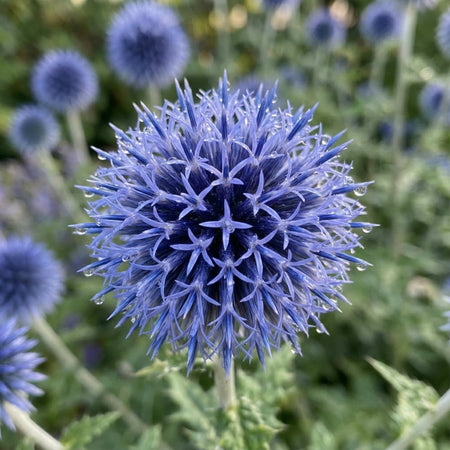 Echinops 'Blue Glow' (Globe Thistle) - Harding & Bloom