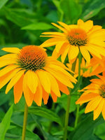 Echinacea 'Tweety' - Harding & Bloom