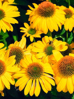 Echinacea 'Tweety' - Harding & Bloom