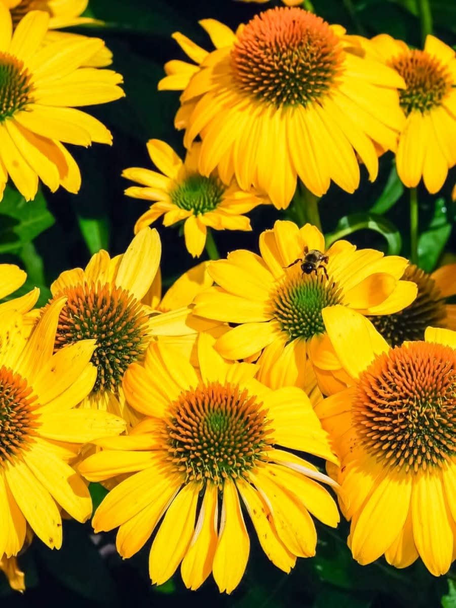 Echinacea 'Tweety' - Harding & Bloom