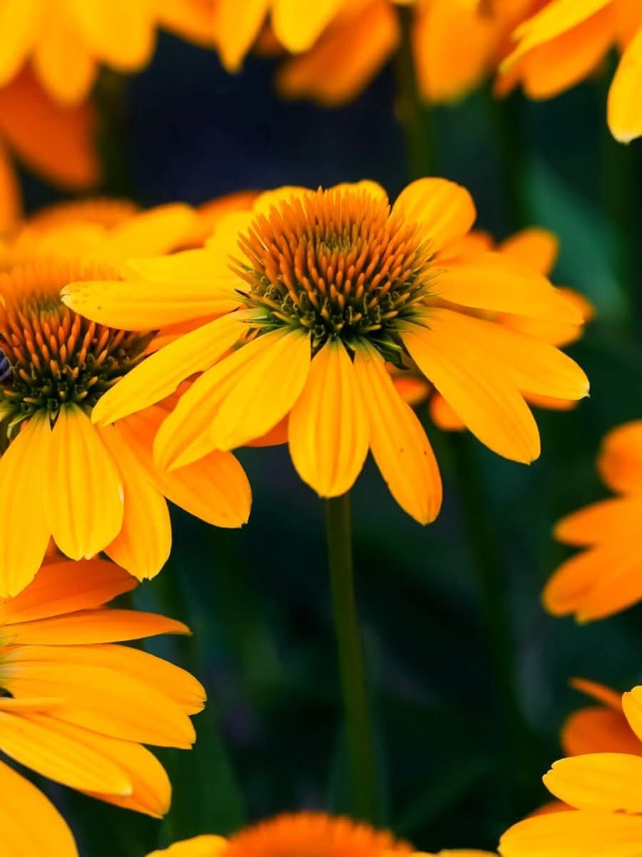 Echinacea 'Tweety' - Harding & Bloom