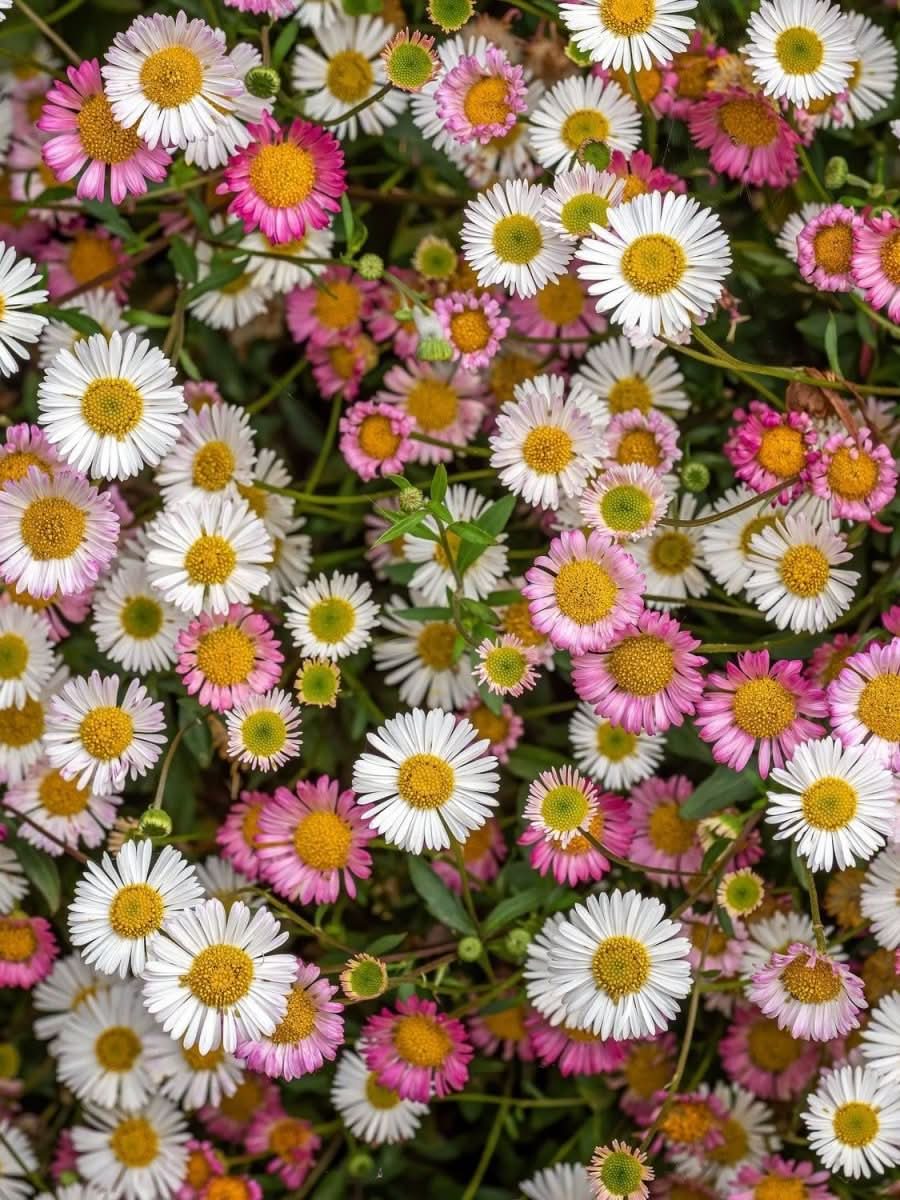 Erigeron karvinskianus 'Mexican Fleabane' - Harding & Bloom