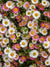 Erigeron karvinskianus 'Mexican Fleabane' - Harding & Bloom