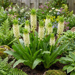 Eucomis 'Autumnalis White' (Pineapple lily) – lily bulbs, product photo 2 (Harding & Bloom)