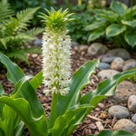 Eucomis 'Autumnalis White' (Pineapple lily) – lily bulbs, main product photo (Harding & Bloom)
