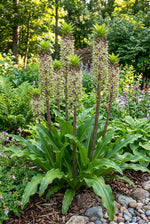 Eucomis 'Bicolor' (Pineapple lily) – lily bulbs, product photo 3 (Harding & Bloom)