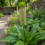 Eucomis 'Bicolor' (Pineapple lily) – lily bulbs, product photo 2 (Harding & Bloom)