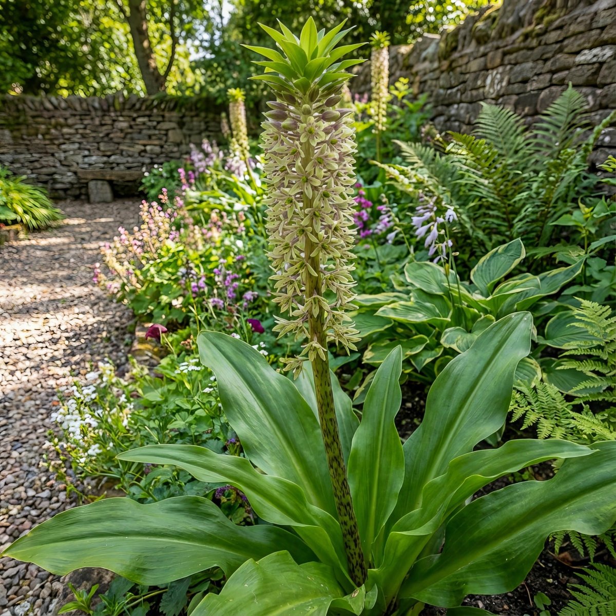 Eucomis 'Bicolor' (Pineapple lily) – lily bulbs, product photo 2 (Harding & Bloom)