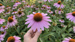 Echinacea 'Magnus' (Coneflower) - Harding & Bloom