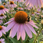 Echinacea 'Magnus' (Coneflower) - Harding & Bloom