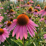 Echinacea 'Magnus' (Coneflower) - Harding & Bloom