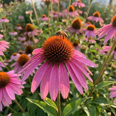 Echinacea 'Magnus' (Coneflower) - Harding & Bloom
