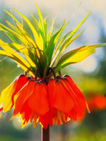 Fritillaria 'Imperialis Rubra' - Harding & Bloom