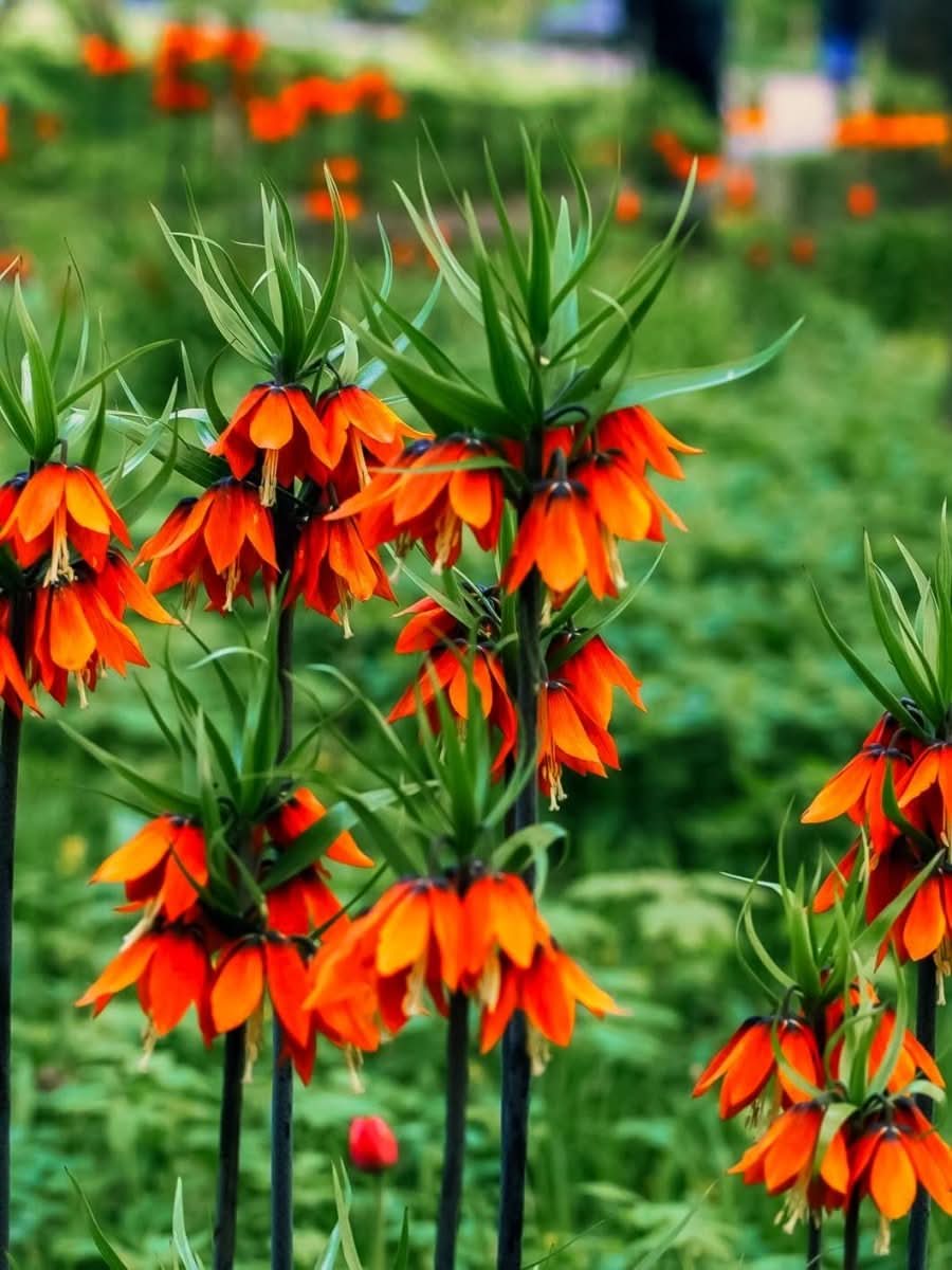 Fritillaria 'Imperialis Rubra' - Harding & Bloom